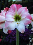 Avatar de l’utilisateur